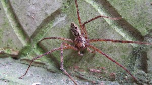 Spider at La Reserva