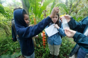 Collecting water samples from the Heliconia flowers