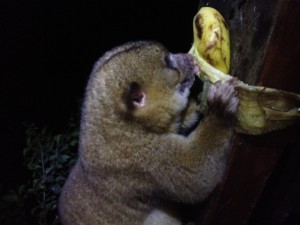 kinkajou at our cabin!