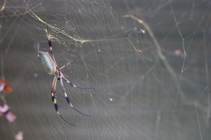 Female Golden Orb Spider