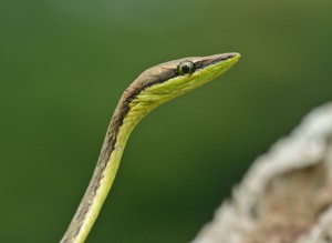 Gray Vine Snake