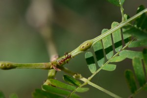 ant acacia