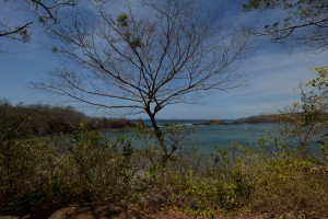 tree and achotines bay