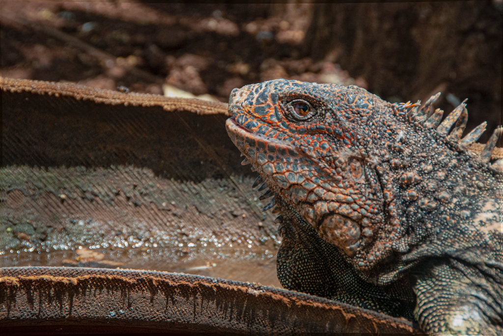 Iguana