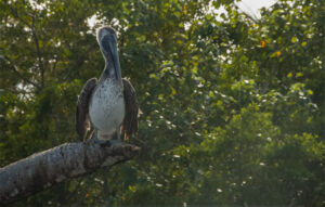 Mina Cho, Pelican on Soropta Canal