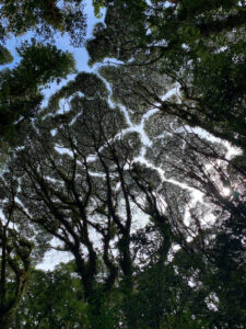 Richard Cui, cloud forest canopy